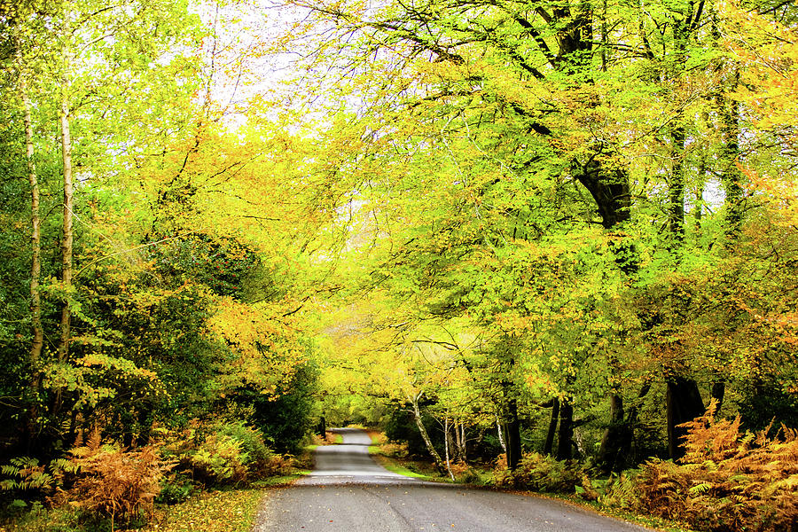 Autumn Drive Photograph by Christopher Maxum