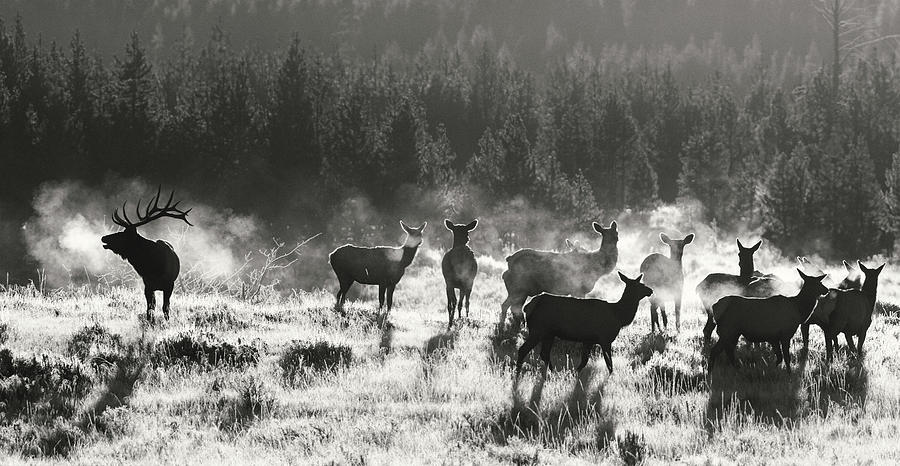 Yellowstone National Park Photograph - Autumn Elk Rut by Max Waugh