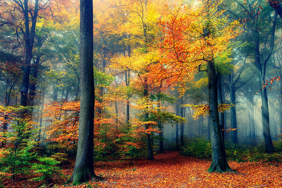 Tree Photograph - Autumn by Fabrizio Massetti