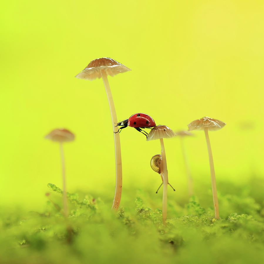 Ladybug Photograph - Autumn  Fairy Tale by Liangdawei