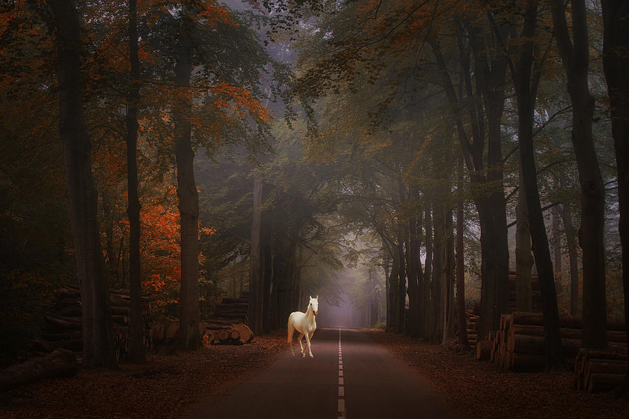 Autumn Fairytale Photograph by Saskia Dingemans