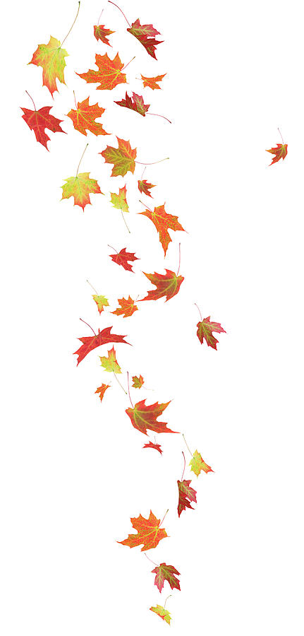 falling autumn maple leaves