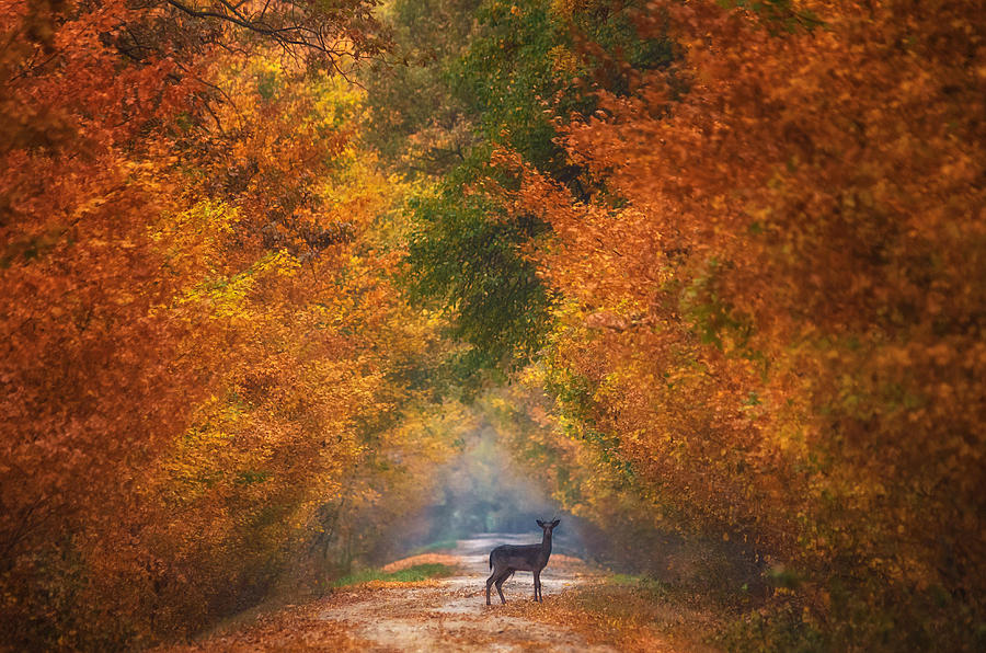 Autumn Photograph - Autumn Fantasy by Mandru Cantemir
