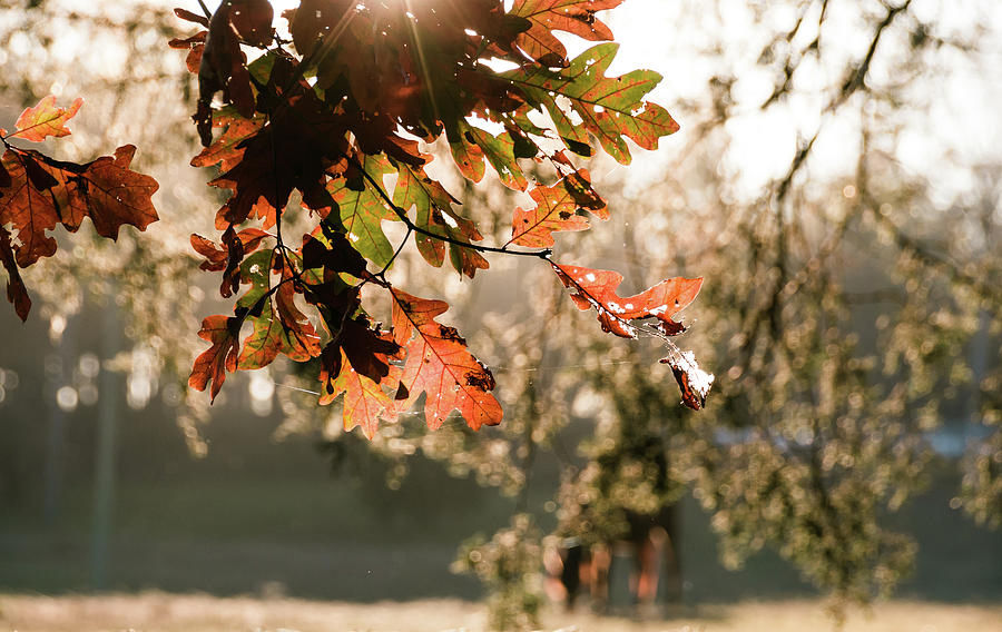 Autumn Feelings 3 Photograph by Andrea Anderegg