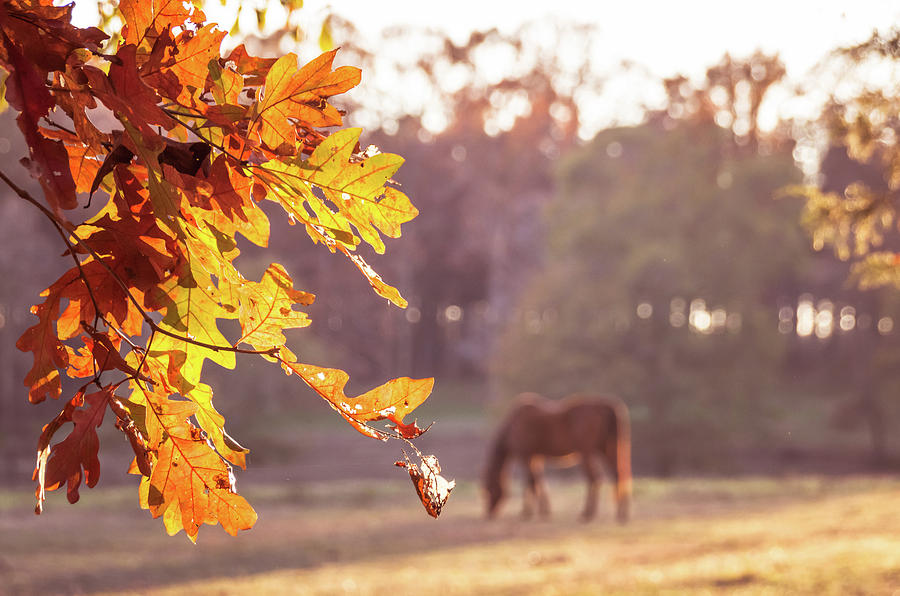 Autumn Feelings Photograph by Andrea Anderegg