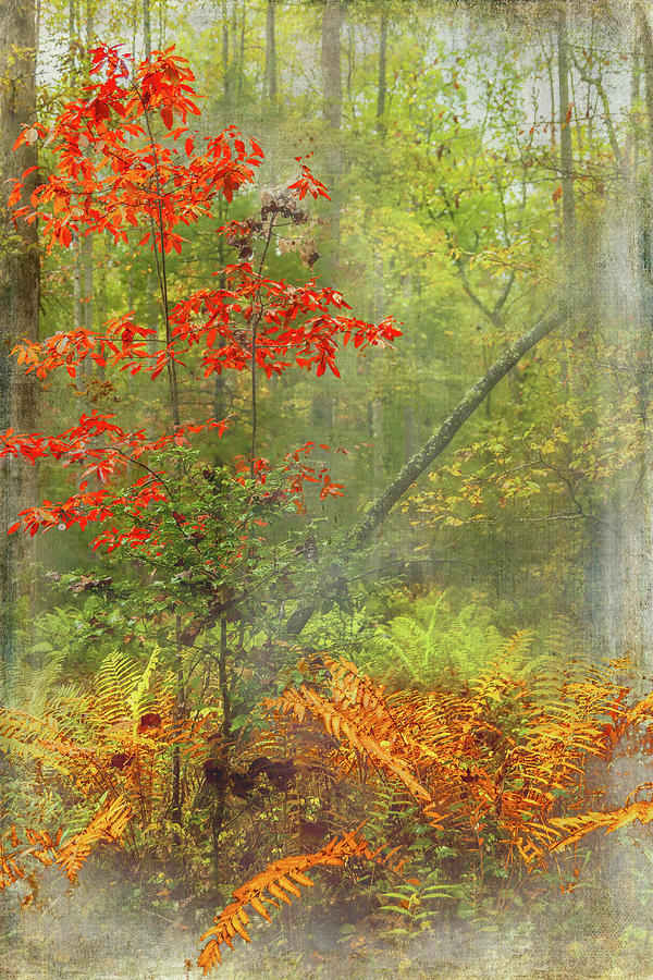 Autumn Ferns and Trees FX by Dan Carmichael Autumn Ferns and Trees FX by Dan Carmichael