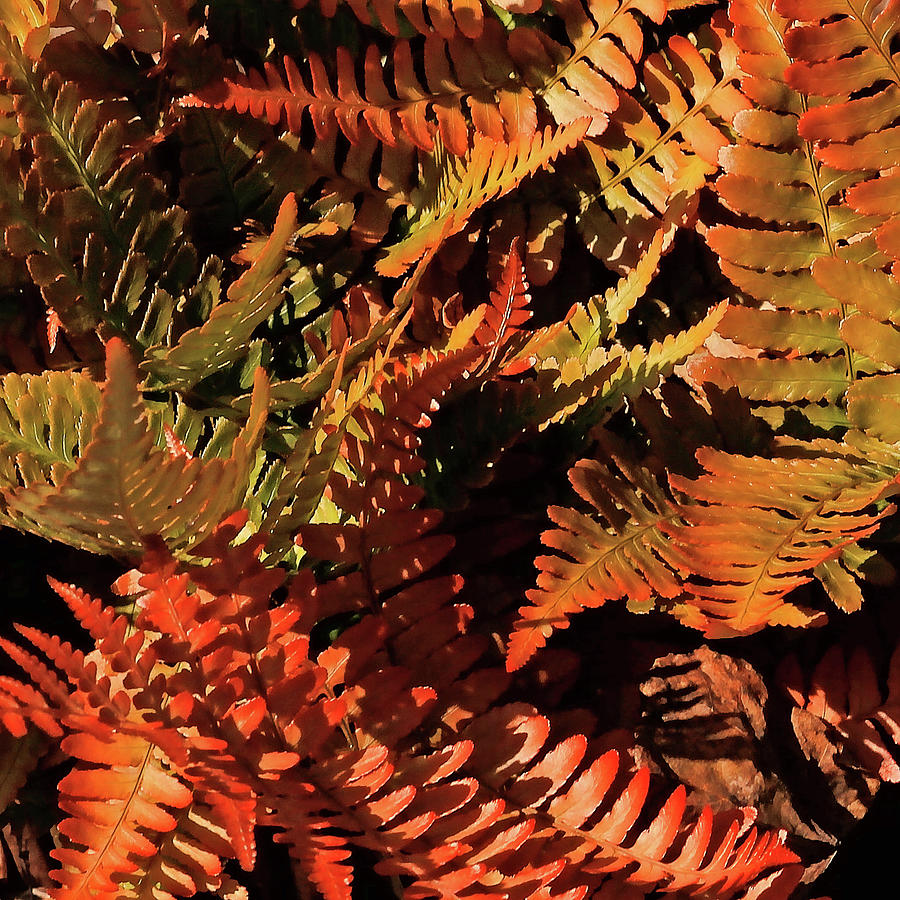 Autumn Ferns Photograph by HH Photography of Florida