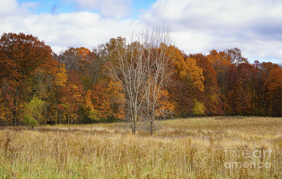 Autumn Field and Forest Photograph by Rachel Cohen