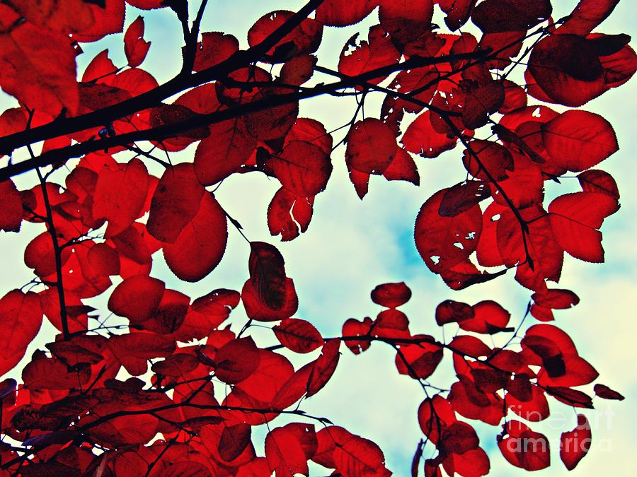Fall Photograph - Autumn Fire 1 by Sarah Loft