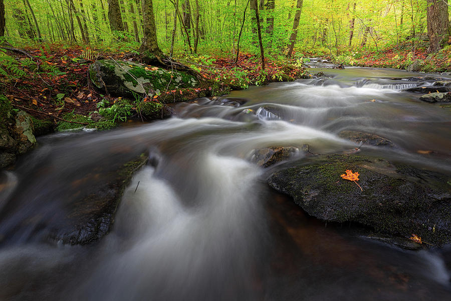 Autumn Flow Photograph by Bill Wakeley