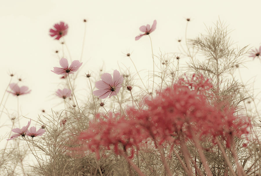 Autumn Flowers Photograph by Kumiko Goto