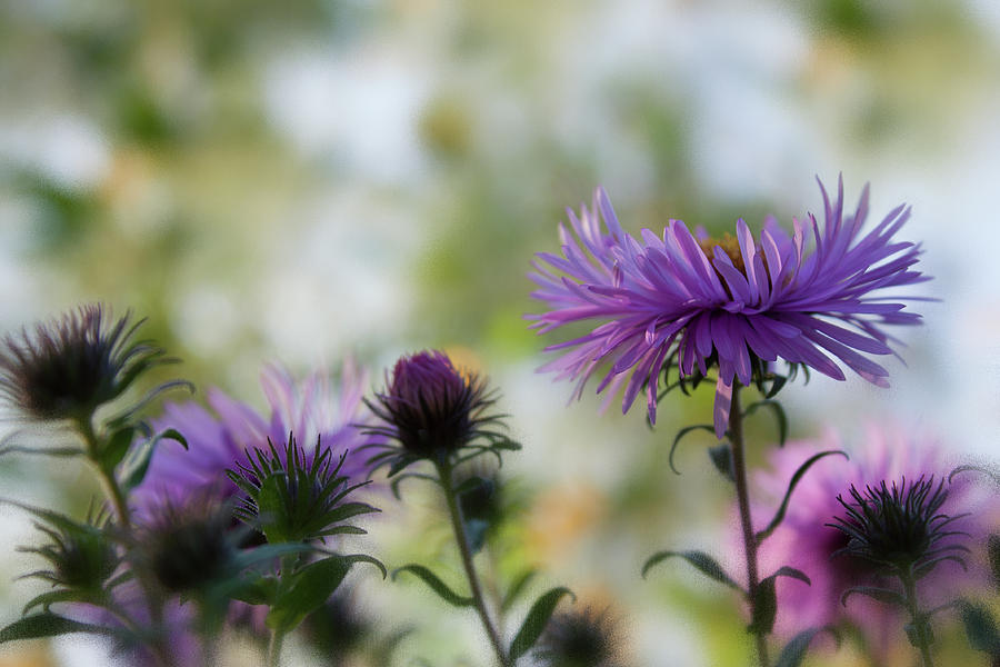 Autumn Flowers Photograph By Margarita Buslaeva