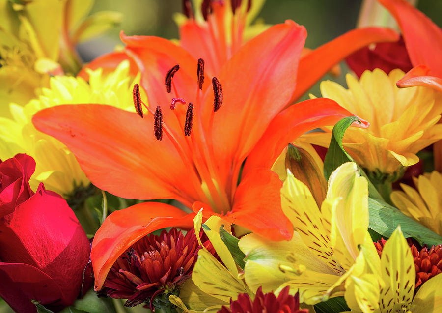 Autumn Flowers by Serena Vachon Autumn Flowers by Serena Vachon