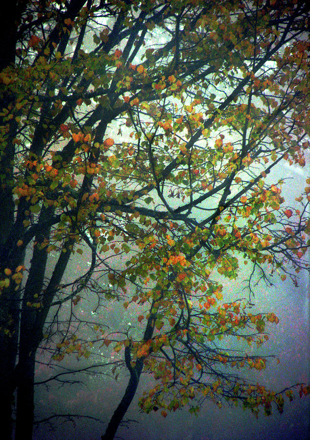 Autumn Fog Photograph by Jaeda DeWalt