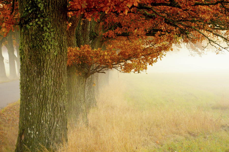 Tree Photograph - Autumn Fog by Christina Silln