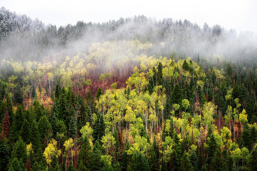 Autumn Fog Photograph by Michael Ash