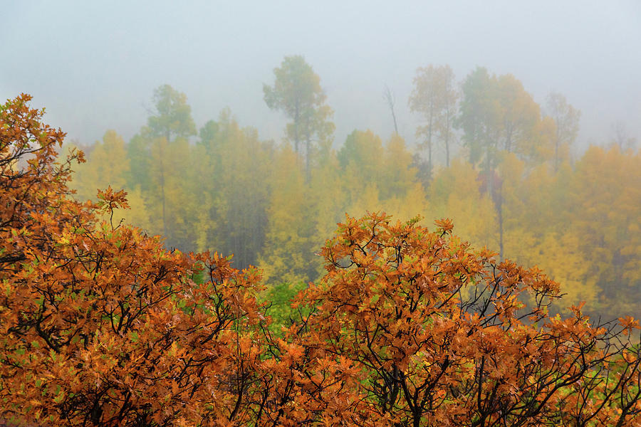 Autumn Foggy Day Photograph by John De Bord