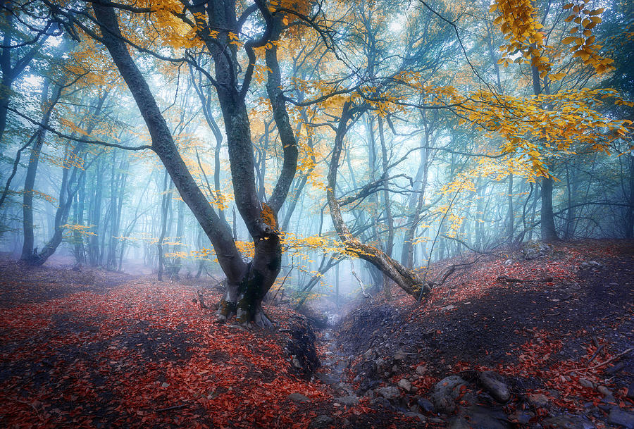 Tree Photograph - Autumn Foggy Forest. Mystical Autumn by Denys Bilytskyi