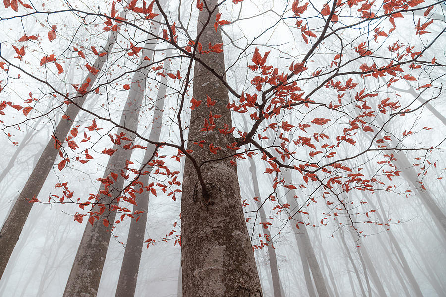Autumn Foliage Photograph by Alexandru Ionut Coman