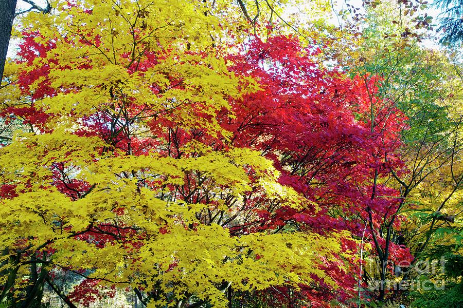 Autumn Foliage Photograph by Dr Keith Wheeler/science Photo Library
