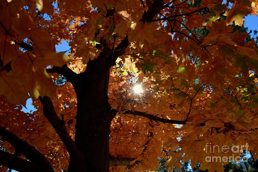 Autumn Tree - Foliage #1 by Gem S Visionary Autumn Tree - Foliage #1 by Gem S Visionary