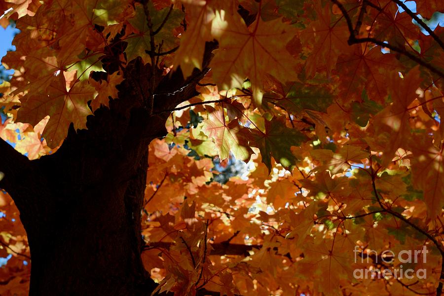 Autumn Tree - Foliage #2 by Gem S Visionary Autumn Tree - Foliage #2 by Gem S Visionary