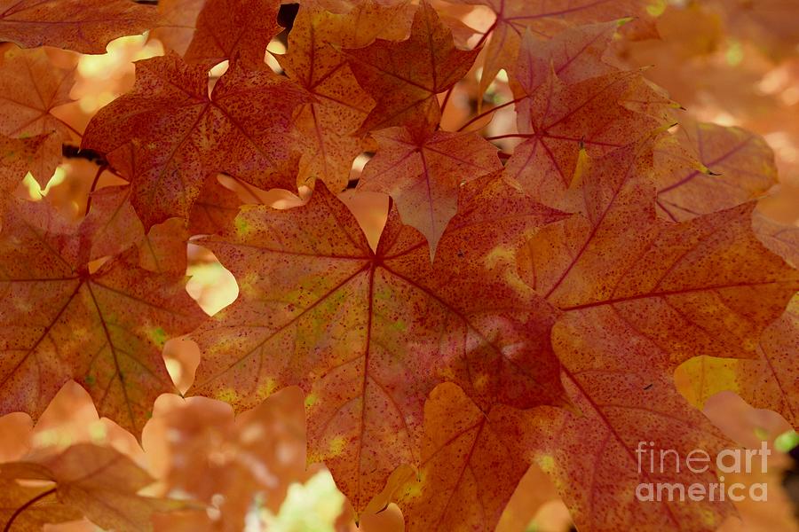 Autumn Leaves #1 by Gem S Visionary Autumn Leaves #1 by Gem S Visionary