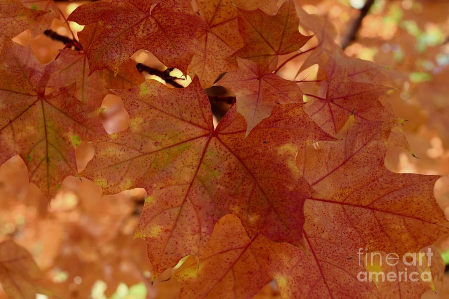 Autumn Leaves #2 by Gem S Visionary Autumn Leaves #2 by Gem S Visionary