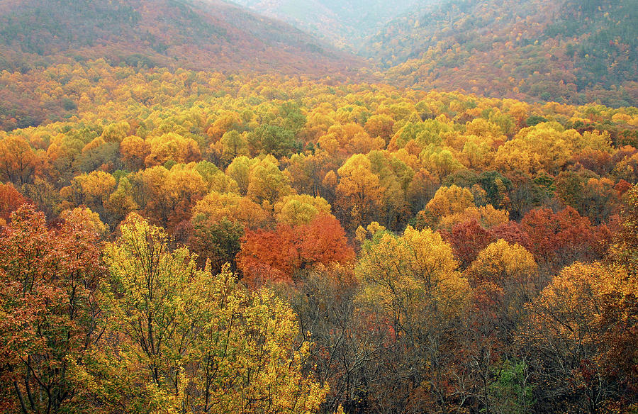 Autumn Foliage In Smoky Mountains Photograph by Kathy Van Torne