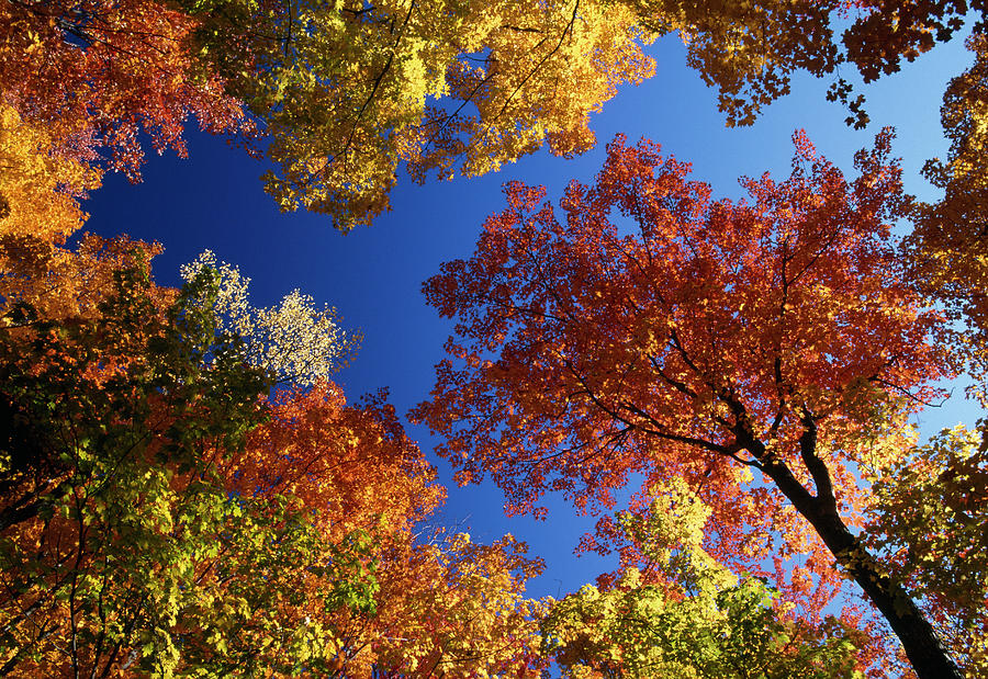 Autumn Foliage Of Maples  Hiawatha Photograph by Nhpa