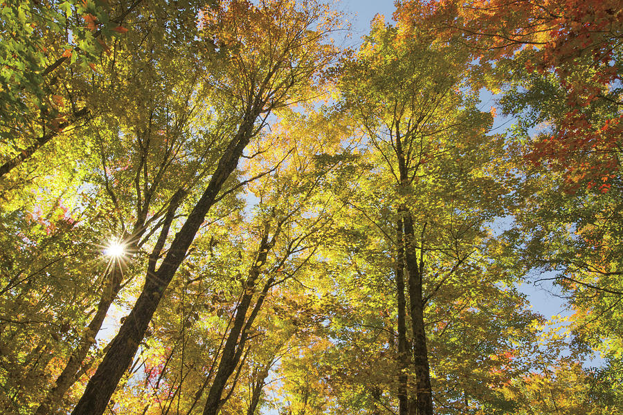 Fall Photograph - Autumn Foliage Sunburst Iv by Alan Majchrowicz