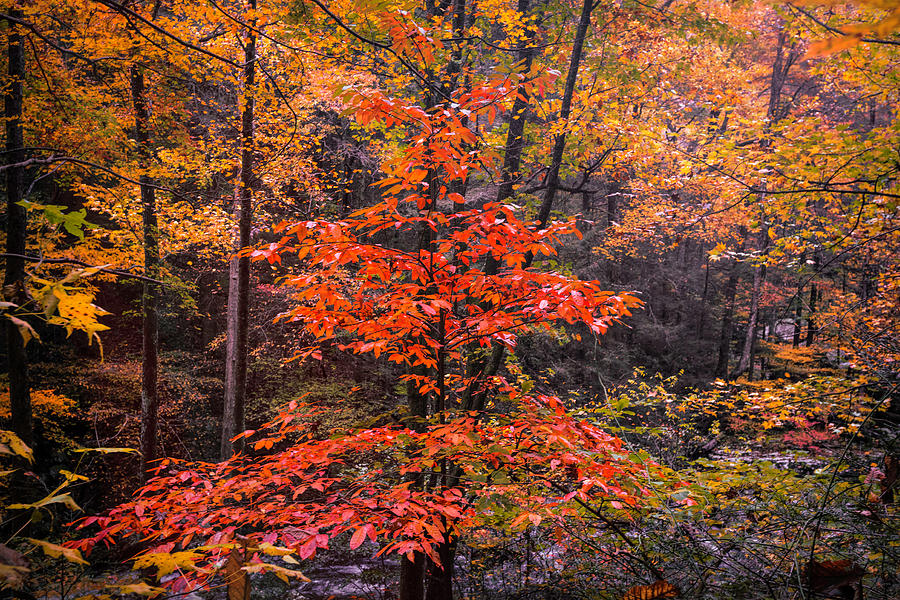 Autumn Forest Afternoon Photograph by Debra and Dave Vanderlaan