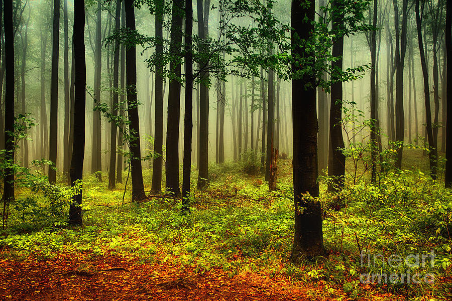 Rain Photograph - Autumn Forest by Attila Rain Photograph - Autumn Forest by Attila