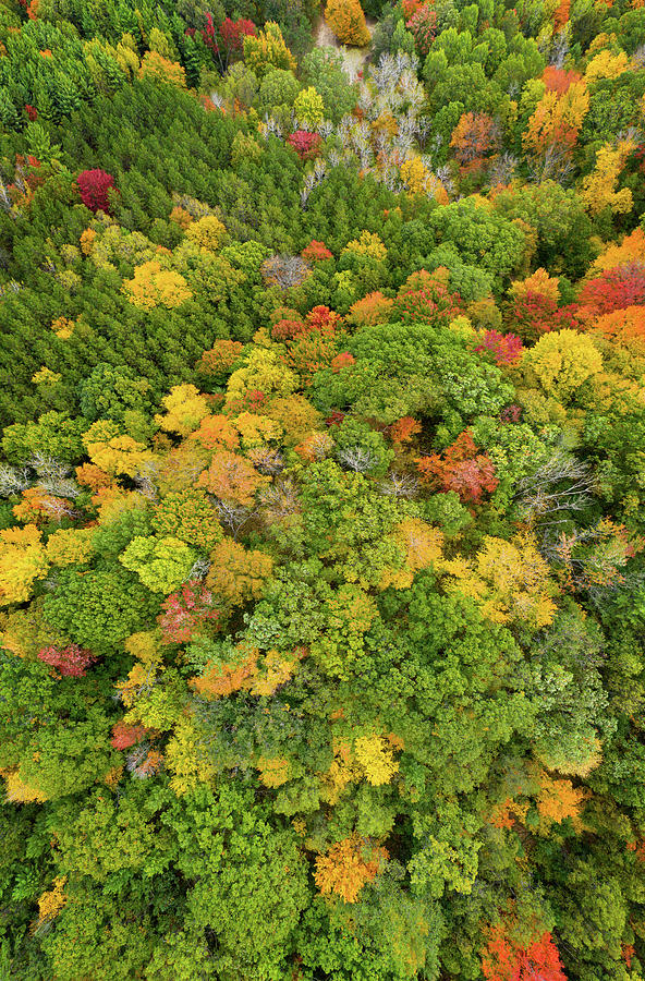 Autumn Forest Canopy Photograph