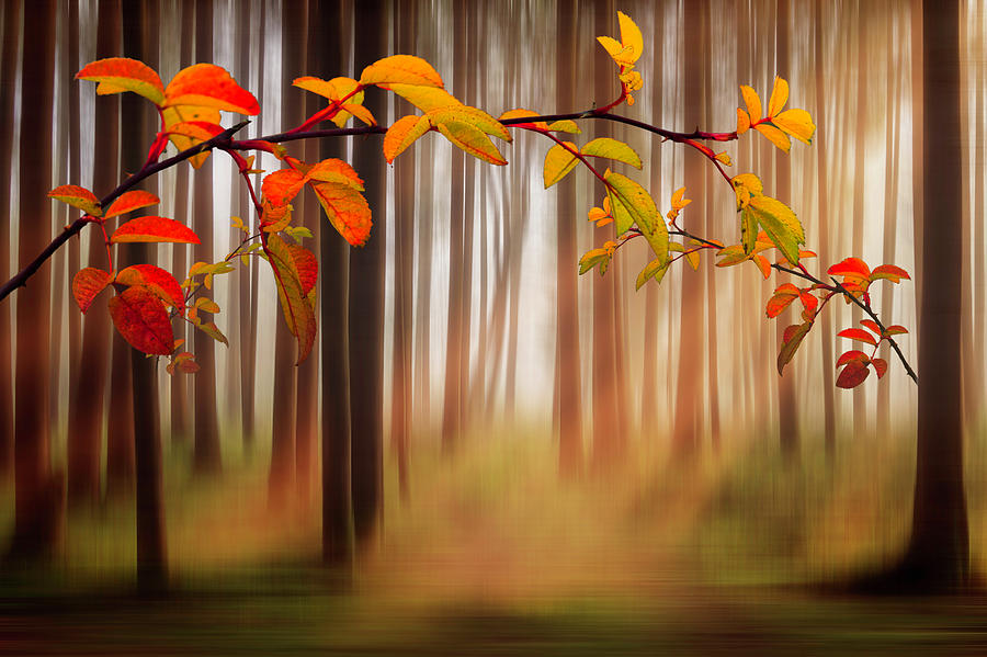 Autumn Forest Dreamscape Photograph by Debra and Dave Vanderlaan
