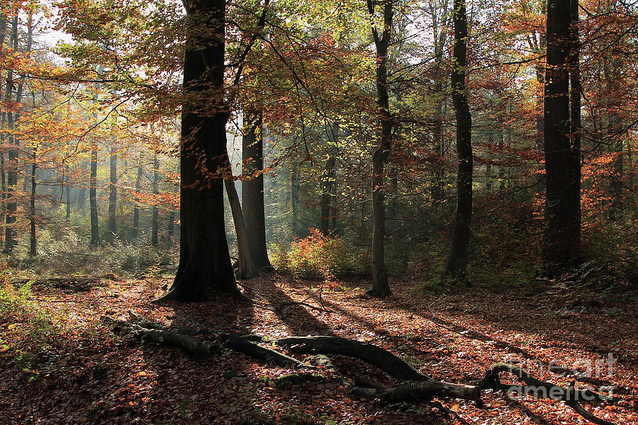 Autumn Forest Photograph by Eva Lechner