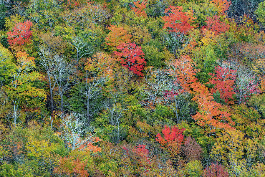 Autumn Forest In Acadia Natl Park Photograph by Jeff Foott