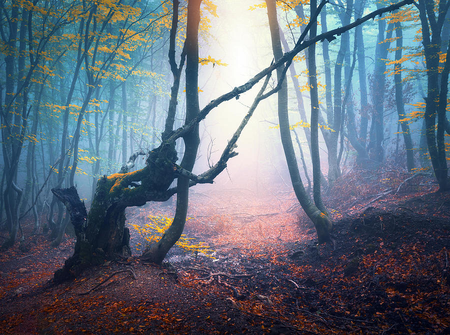 Tree Photograph - Autumn Forest In Blue Fog And Yellow by Denys Bilytskyi