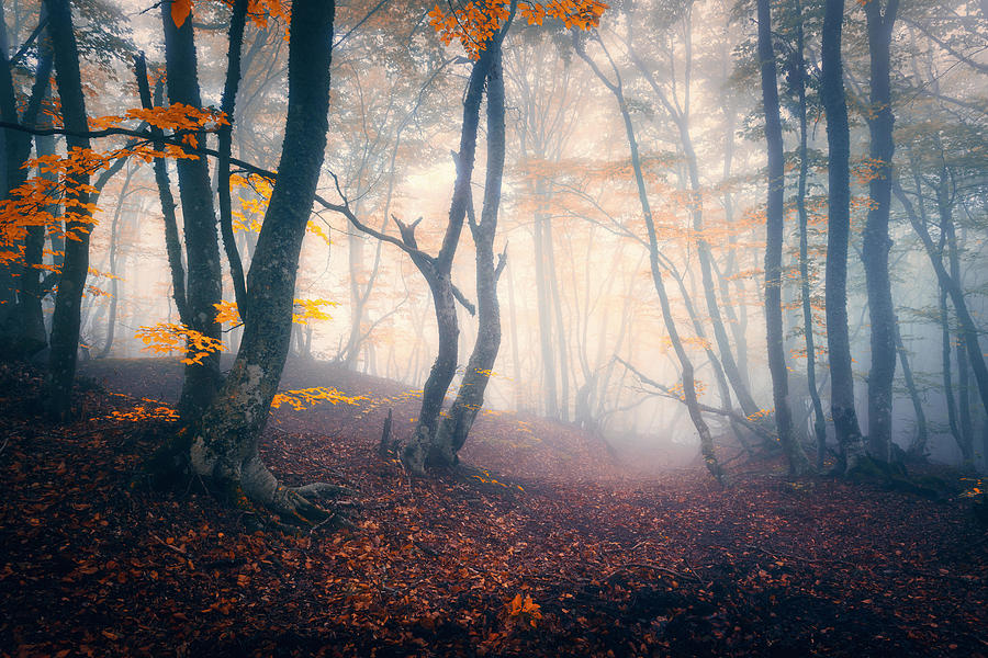 Tree Photograph - Autumn Forest In Blue Fog. Mystical by Denys Bilytskyi