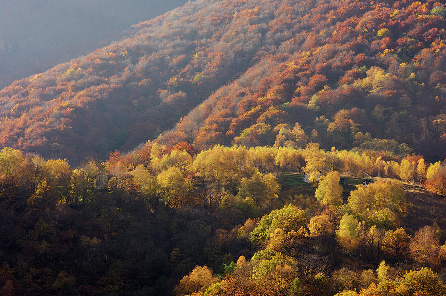 Autumn Forest In Centovalli Photograph by Martin Ruegner