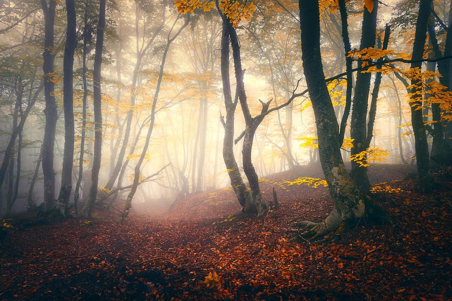 Tree Photograph - Autumn Forest In Fog. Fall Woods by Denys Bilytskyi