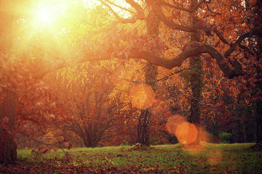 Autumn Forest In Sunlight Photograph by Mammuth Autumn Forest In Sunlight Photograph by Mammuth