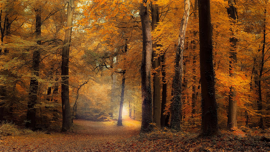 Landscape Photograph - Autumn Forest by Jan Van Der Linden