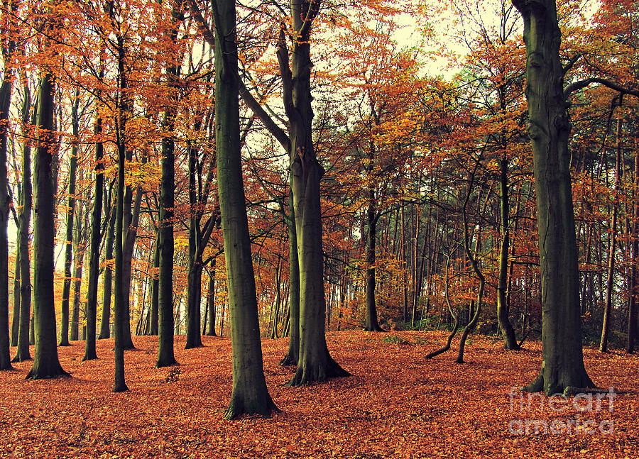 Autumn forest by Jurgen Huibers Autumn forest by Jurgen Huibers