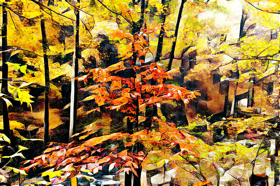Autumn Forest Leaves Abstract Photograph by Debra and Dave Vanderlaan