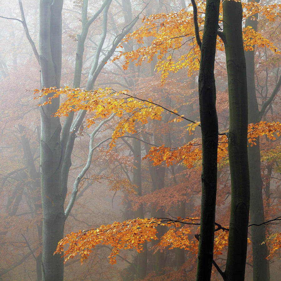 Autumn Forest Photograph by Martin Rak
