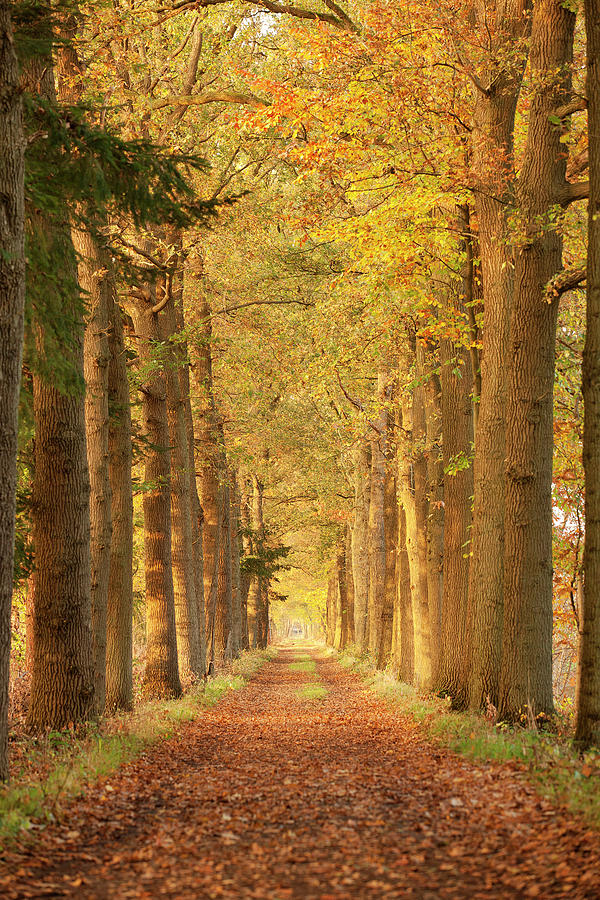 Autumn Forest Path Photograph by Double p