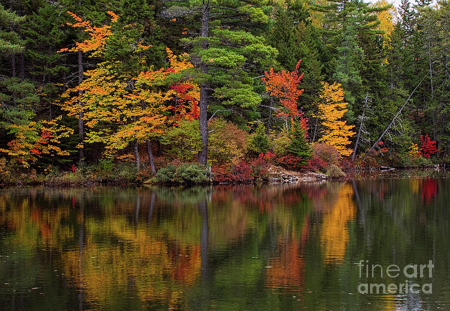 Autumn Forest Reflections Photograph by Barbara McMahon