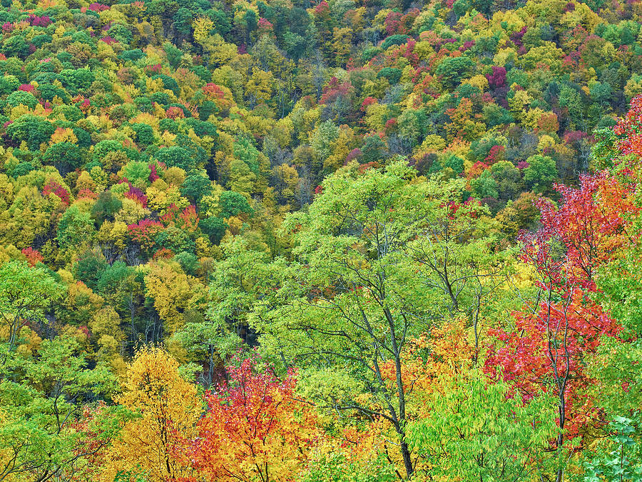 Autumn Forest, Steestachee Bald Overlook, Blue Ridge Parkway, North Carolina Photograph by Tim Fitzharris