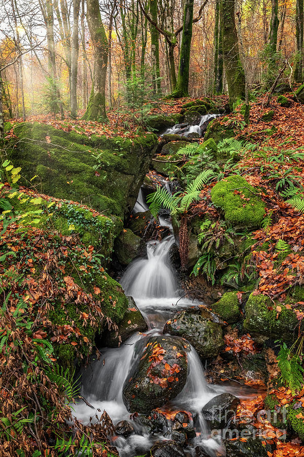 Autumn Forest Stream Photograph by Adrian Evans